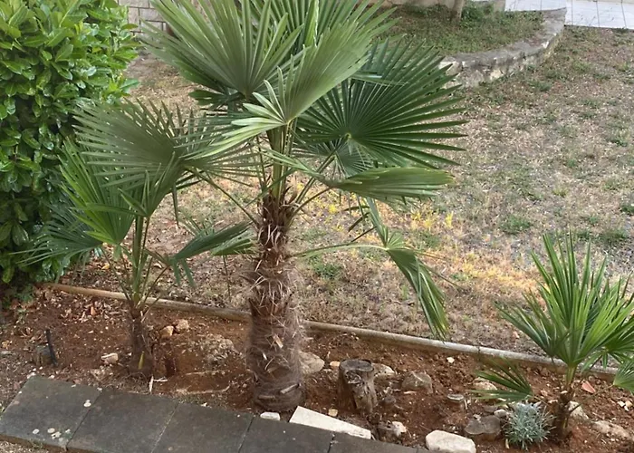 Maremio アパート *